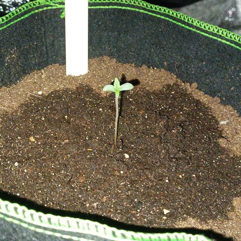 mary jane watson growlog photo: steht wieder nach n gießn. mach trotzdem etwas erde rauf