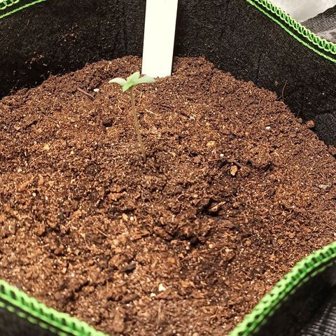 mary jane watson growlog timeline photo