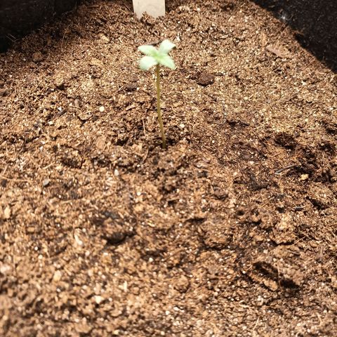 fratze growlog timeline photo