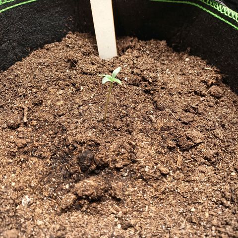 spidey growlog timeline photo