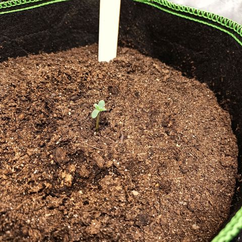 swinging growlog timeline photo