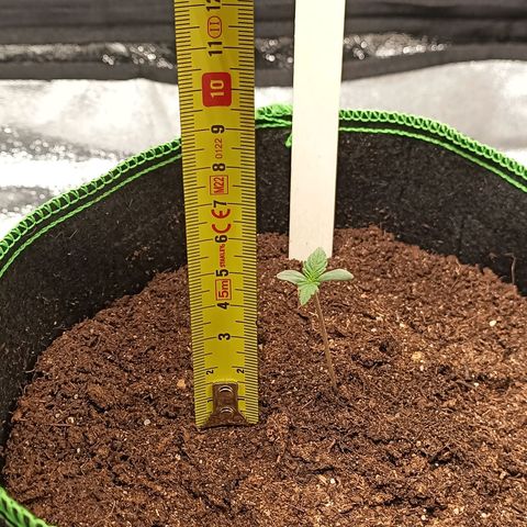 mary jane watson growlog photo: ca 6 cm, is etwas schief