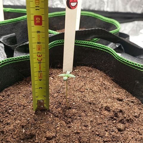 fratze growlog photo: ca 4,5-5 cm