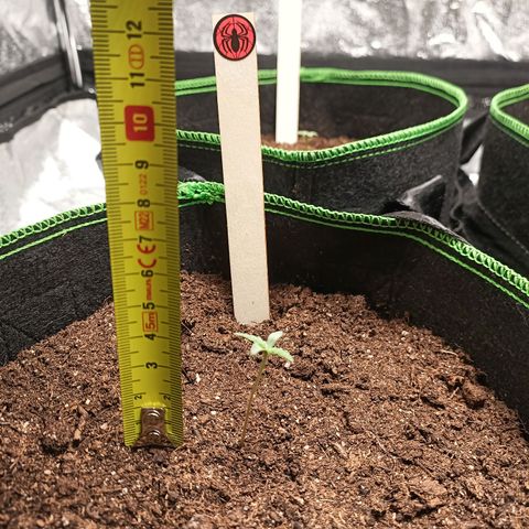spidey growlog photo: ca 4-4,5 cm