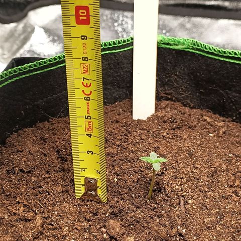 swinging growlog photo: ca 3-3,5 cm