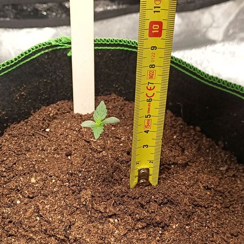 mary jane watson growlog timeline photo