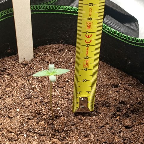fratze growlog timeline photo