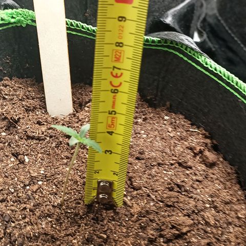 spidey growlog timeline photo