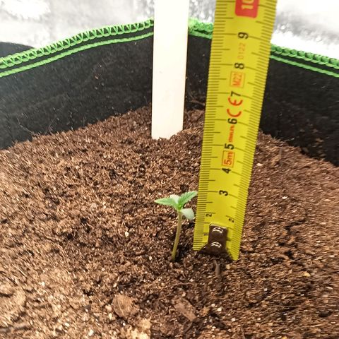 swinging growlog timeline photo