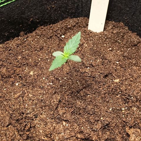 mary jane watson growlog photo: die ersten nächsten tribe komm langsam :)