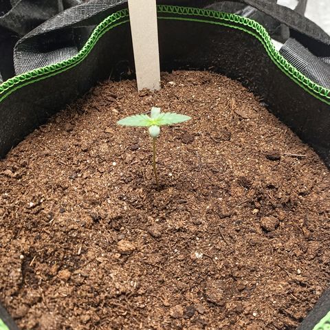fratze growlog photo: die ersten nächsten tribe komm langsam :)