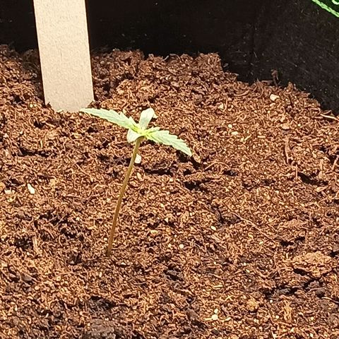 spidey growlog photo: die ersten nächsten tribe komm langsam :)