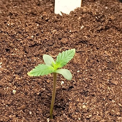 swinging growlog photo: die ersten nächsten tribe komm langsam :)