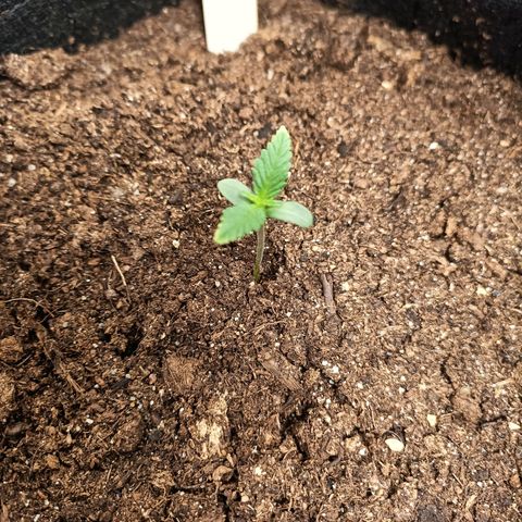 swinging growlog photo: etwas an den rand gestellt. rand der blätter werden hell und zeigen nach oben => zu viel licht?