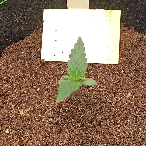 mary jane watson growlog timeline photo