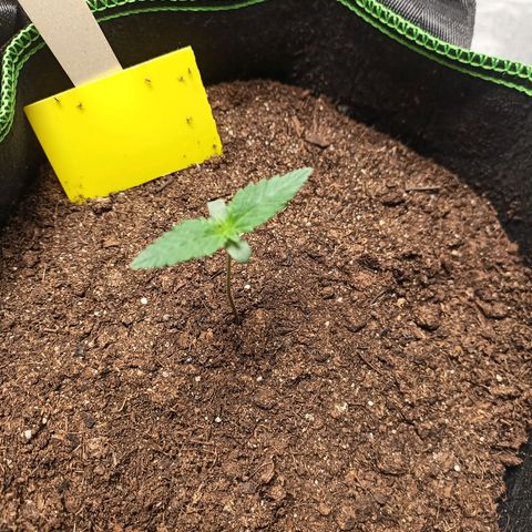 fratze growlog timeline photo