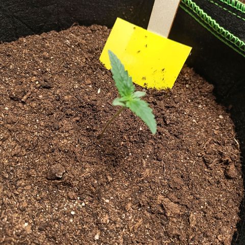 spidey growlog timeline photo