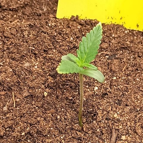 swinging growlog photo: die spitzen sind mir zu hell