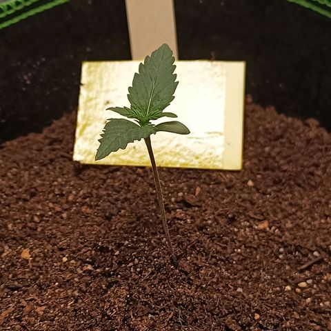 mary jane watson growlog timeline photo