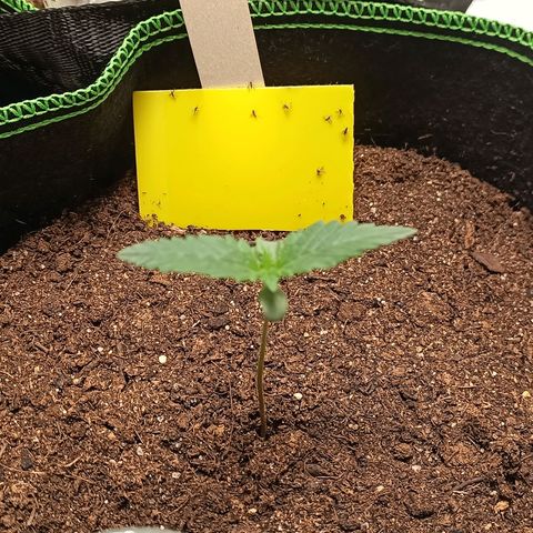 fratze growlog timeline photo