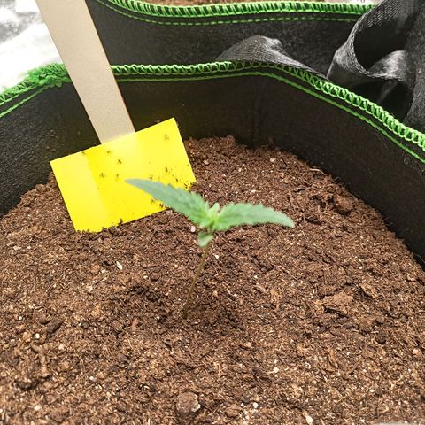 spidey growlog timeline photo