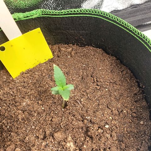 swinging growlog timeline photo