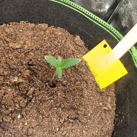 swinging growlog timeline photo