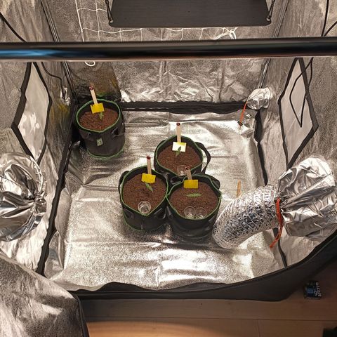 swinging growlog timeline photo