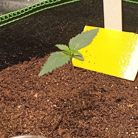 mary jane watson growlog timeline photo