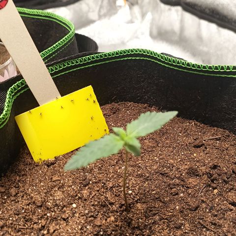 fratze growlog timeline photo