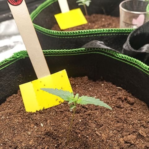 spidey growlog timeline photo