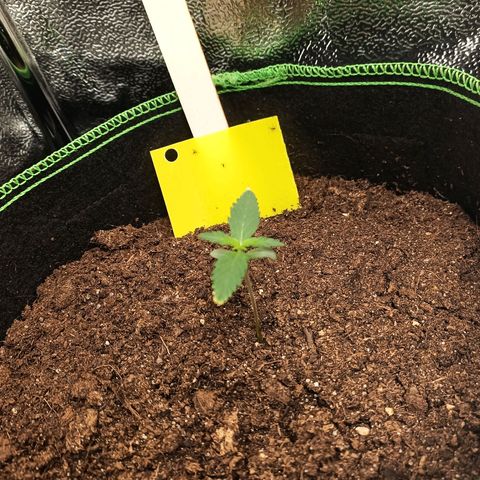 swinging growlog timeline photo