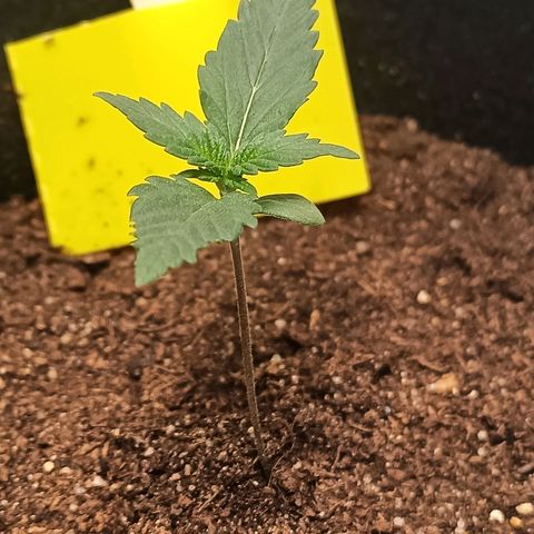 mary jane watson growlog timeline photo