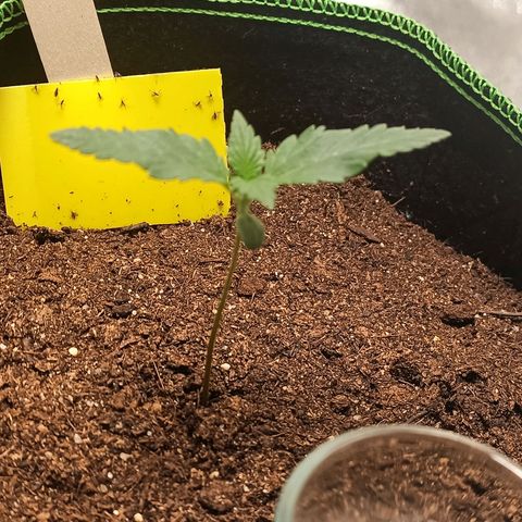 fratze growlog timeline photo