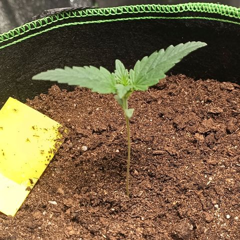 spidey growlog timeline photo