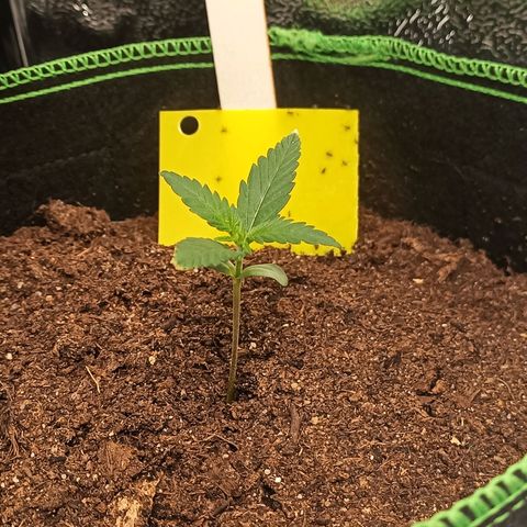 swinging growlog timeline photo