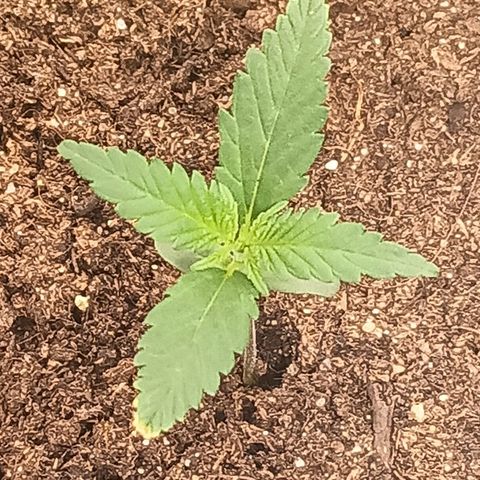 swinging growlog timeline photo