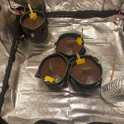 swinging growlog timeline photo