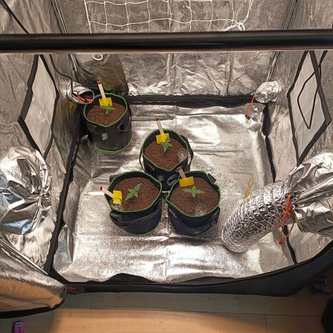 swinging growlog timeline photo