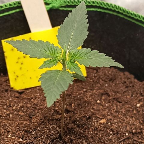 mary jane watson growlog timeline photo