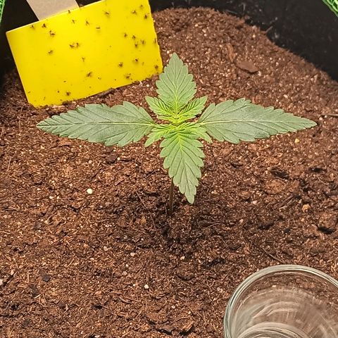 fratze growlog timeline photo