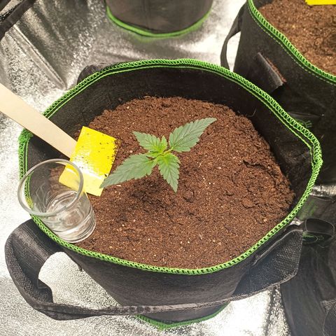 spidey growlog timeline photo