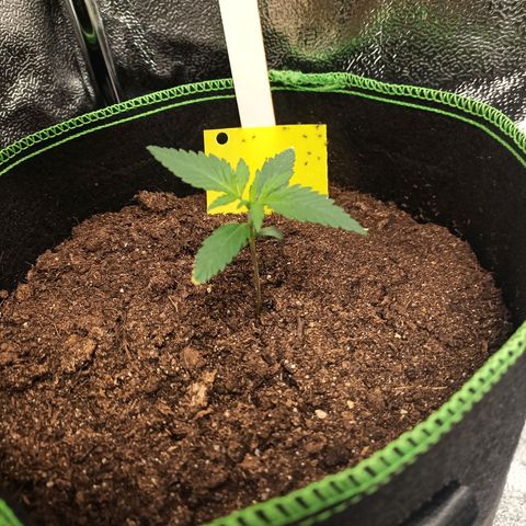 swinging growlog timeline photo
