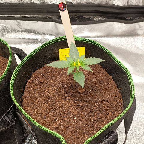 mary jane watson growlog timeline photo