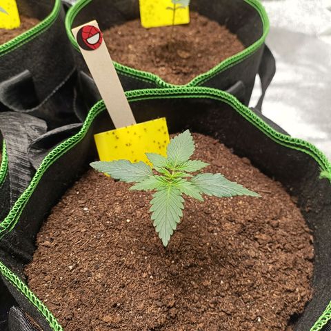 fratze growlog timeline photo