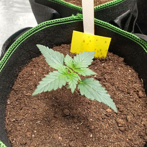 spidey growlog timeline photo