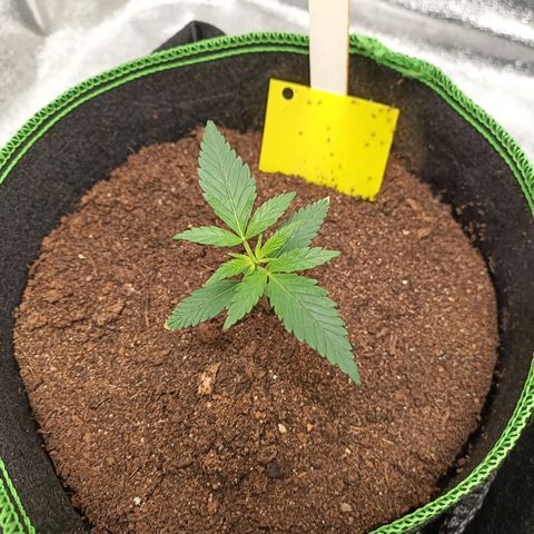 swinging growlog timeline photo