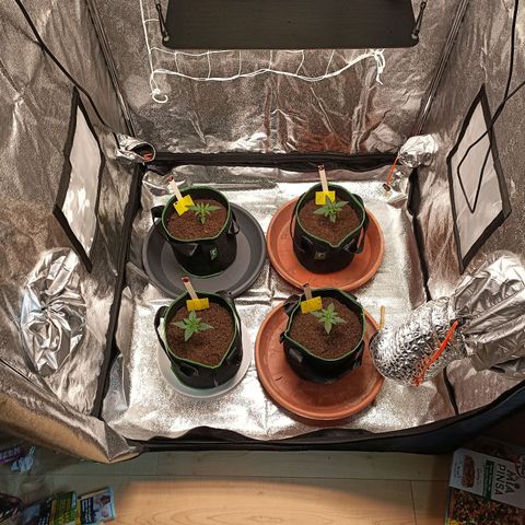 swinging growlog timeline photo