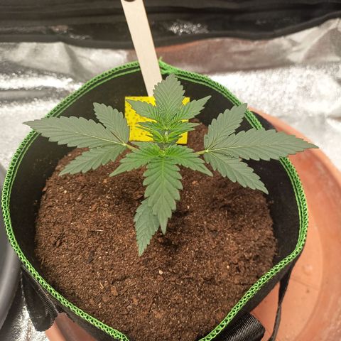 mary jane watson growlog timeline photo