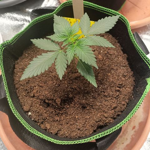 fratze growlog timeline photo